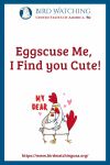 Eggscuse Me I Find you Cute- an image of a chicken pun