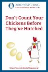 Don’t Count Your Chickens Before They’ve Hatched- an image of a chicken pun