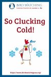 So Clucking Cold- an image of a chicken pun