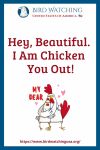 Hey, Beautiful. I Am Chicken You Out!- an image of a chicken pun