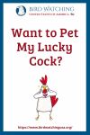 Want to Pet My Lucky Cock?- an image of a chicken pun
