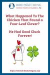 What Happened To The Chicken That Found a Four-Leaf Clover? He Had Good Cluck Forever!- an image of a chicken pun