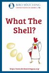 What The Shell?- an image of a chicken pun