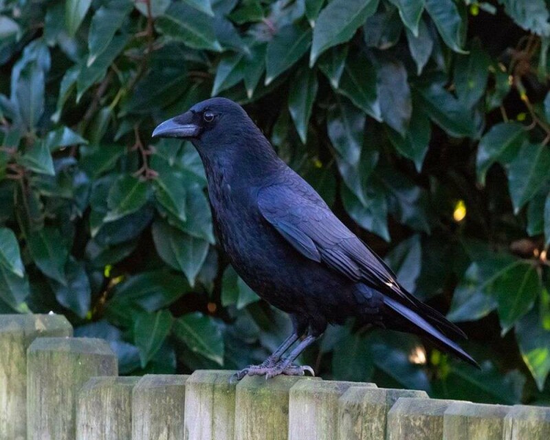 How Long Do Crows Live? Wild Vs. Captivity! Averages And Records