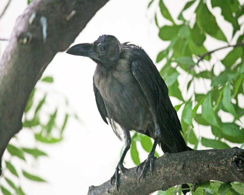 How Long Do Crows Live? Wild Vs. Captivity! Averages And Records