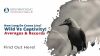How Long Do Crows Live? Wild Vs. Captivity! Averages And Records Thumbnail