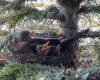 a blackbird nest