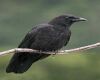 a crow perching