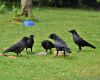 crows gathered together