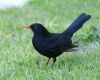 a male common blackbird