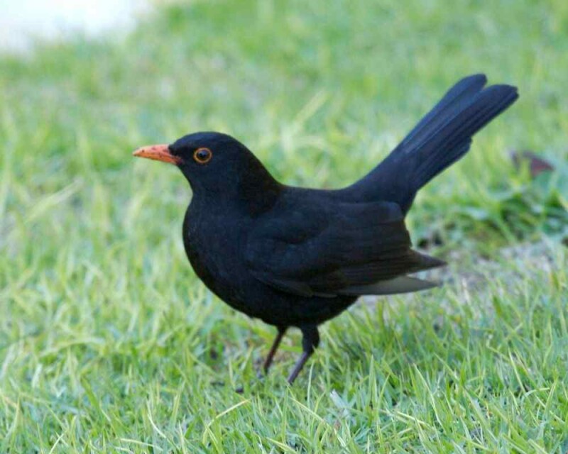 How To Tell a Crow from A Blackbird? 5 Key Differences