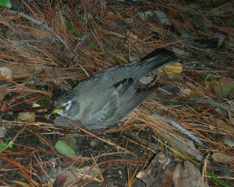 What Does Seeing a Dead Bird Really Mean? It’s Scary!