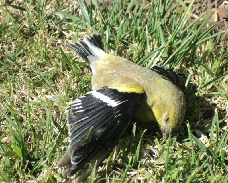 What Does Seeing a Dead Bird Really Mean? It’s Scary!