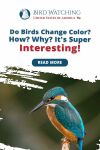 Do Birds Change Color? How? Why? It’s Super Interesting! Thumbnail