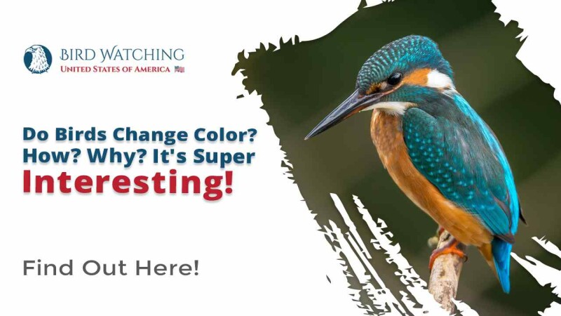 Do Birds Change Color? How? Why? It’s Super Interesting!