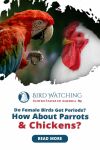 Do Female Birds Get Periods? How about Parrots and Chickens? Thumbnail