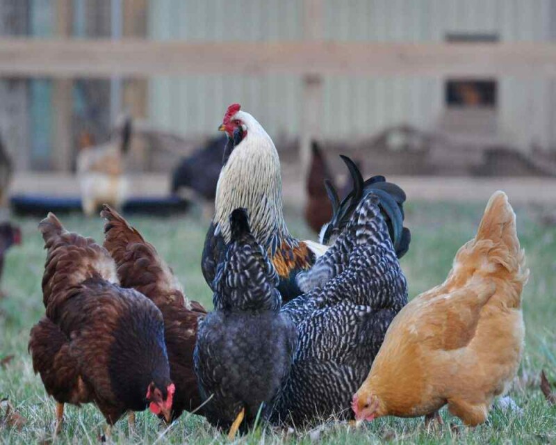 Do Female Birds Get Periods? How about Parrots and Chickens?