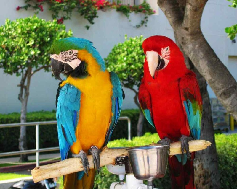 do-female-birds-get-periods-how-about-parrots-and-chickens