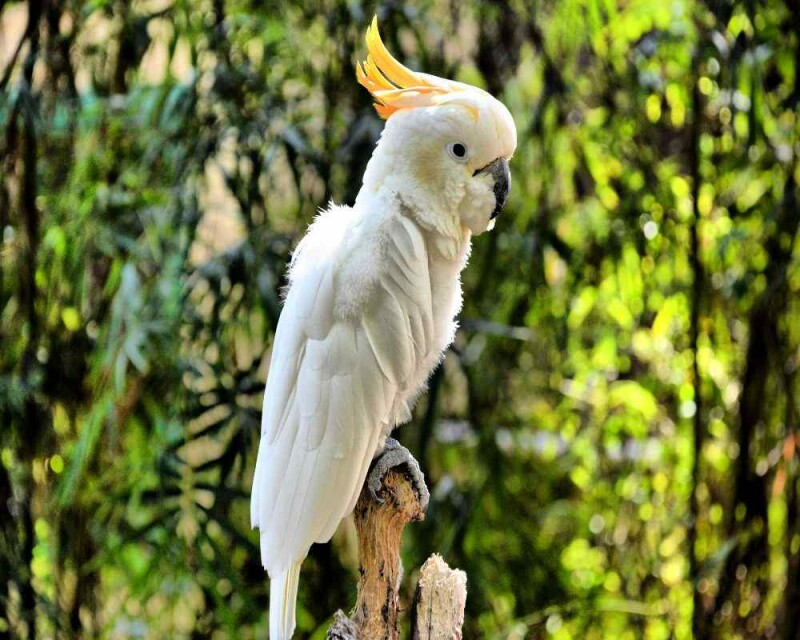 do-female-birds-get-periods-how-about-parrots-and-chickens