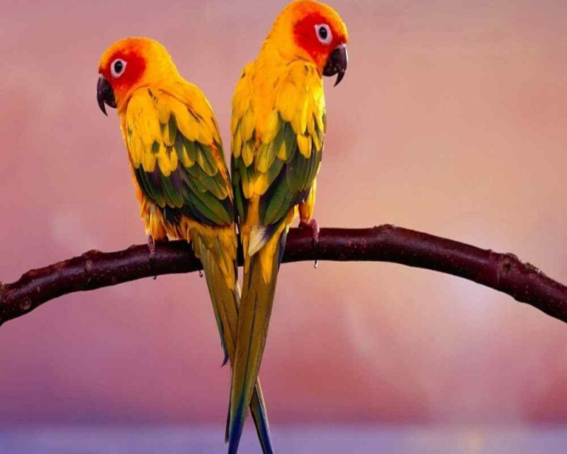 do-female-birds-get-periods-how-about-parrots-and-chickens