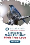 Do Blue Birds Mate for Life? Birds True Love Thumbnail