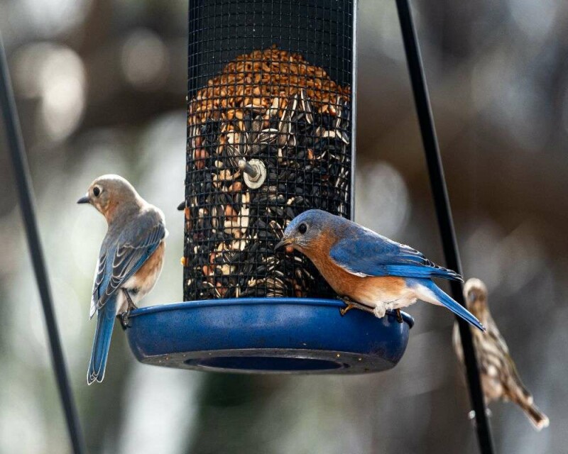 Do Blue Birds Mate for Life? Birds True Love