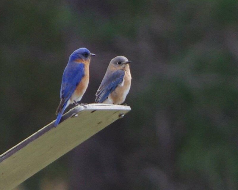 do-blue-birds-mate-for-life-birds-true-love