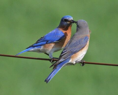bluebirds bluebird sialis sialia alpena sanctuary trip101 birdwatchingtips