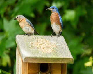 bluebirds mate