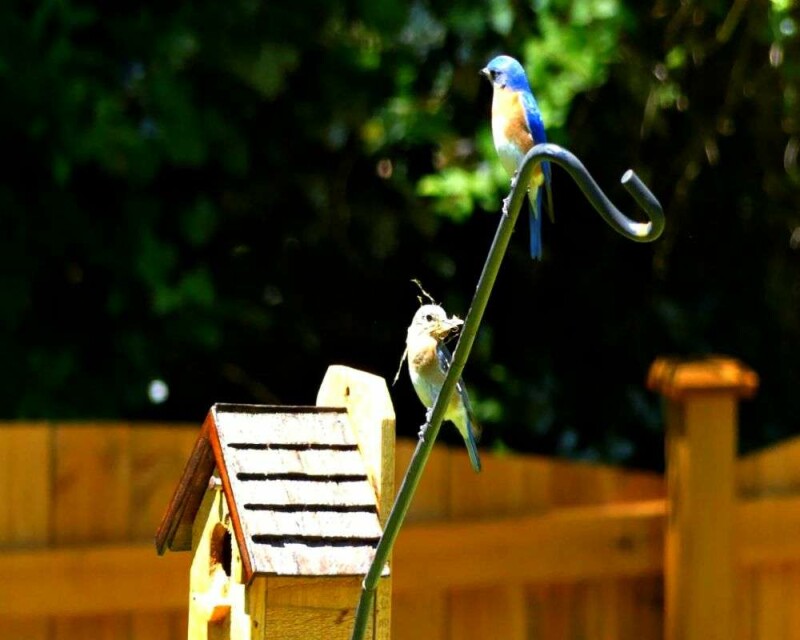 Do Blue Birds Mate for Life? Birds True Love