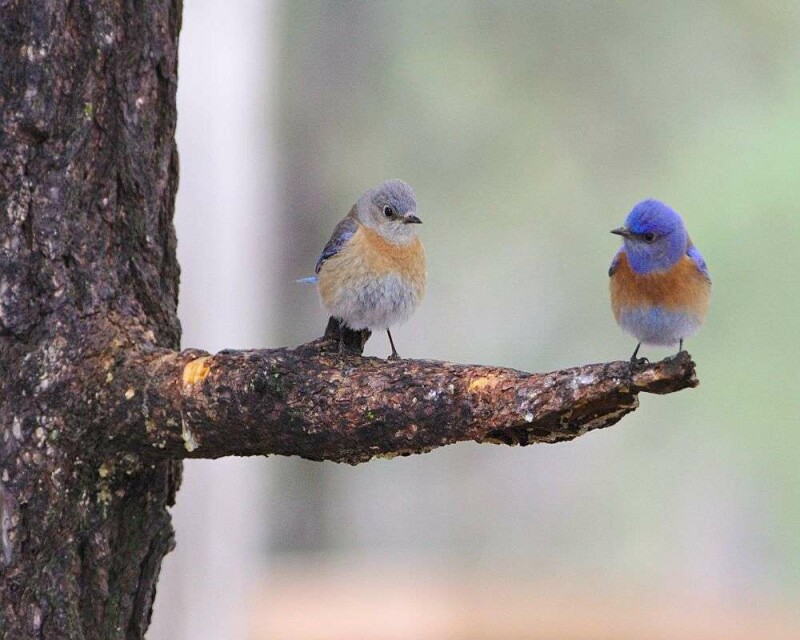 Do Blue Birds Mate for Life? Birds True Love