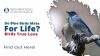 Do Blue Birds Mate for Life? Birds True Love Thumbnail