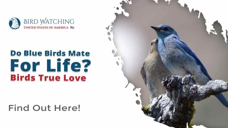Do Blue Birds Mate for Life? Birds True Love