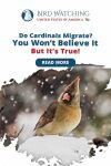Do Cardinals Migrate? You Won’t Believe It but It’s True! Thumbnail