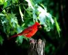 a cardinal male red bird