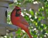 cardinal perched on feeder