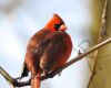 male red cardinal