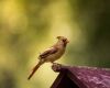 northern cardinal redbird