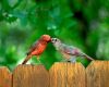 male and female cardinal