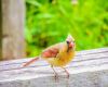 a young cardinal