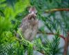 a young cardinal on twig