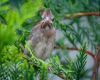 a young cardinal on twig