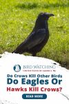 Do Crows Kill Other Birds? Do Eagles Or Hawks Kill Crows? Thumbnail
