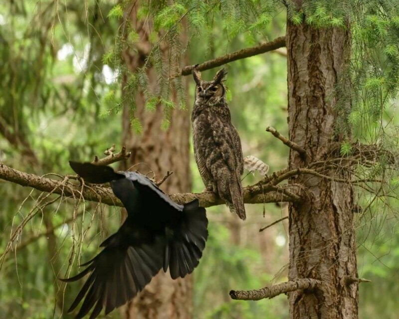 Do Crows Kill Other Birds? Do Eagles Or Hawks Kill Crows?