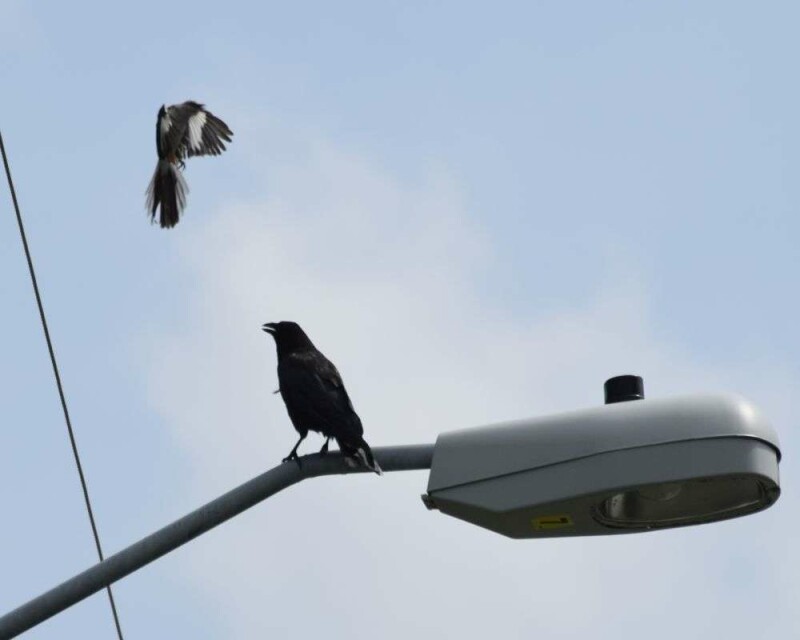 Do Crows Kill Other Birds? Do Eagles Or Hawks Kill Crows?