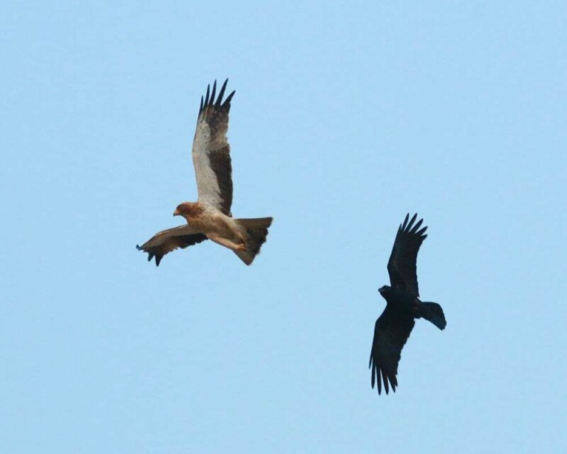 Do Crows Kill Other Birds? Do Eagles Or Hawks Kill Crows?