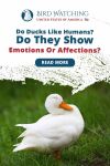 Do Ducks Like Humans? Do They Show Emotions Or Affection? Thumbnail