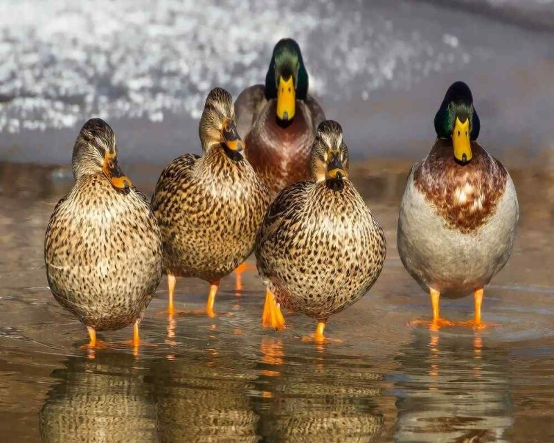 Do Ducks Like Humans? Do They Show Emotions Or Affection?