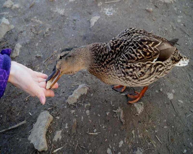 Do Ducks Like Humans? Do They Show Emotions Or Affection?