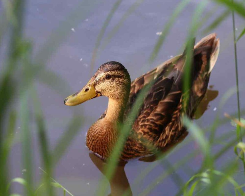 Do Ducks Like Humans? Do They Show Emotions Or Affection?